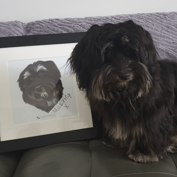 Murphy dog portrait